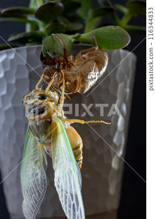 Emergence Emergence 116344833