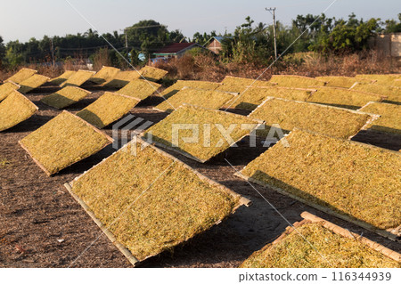 drying pieces of tobacco leaves in the traditional way 116344939