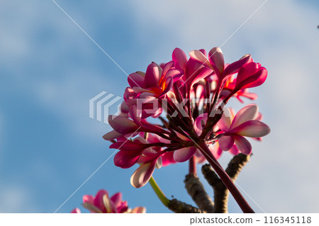 Blooming Red Frangipani Flowers on a bright blue sky background Blooming Red Frangipani Flowers on a bright blue sky background 116345118