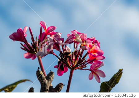 Blooming Red Frangipani Flowers on a bright blue sky background Blooming Red Frangipani Flowers on a bright blue sky background 116345126