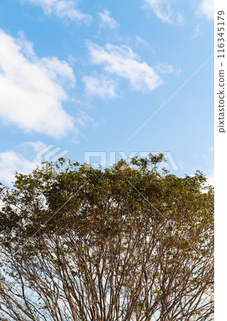 View of tree branches from below against a blue and thinly cloudy sky View of tree branches from below against a blue and thinly cloudy sky 116345179