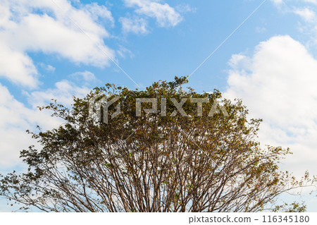 View of tree branches from below against a blue and thinly cloudy sky View of tree branches from below against a blue and thinly cloudy sky 116345180