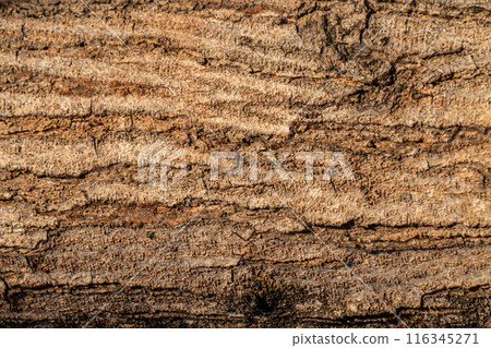 detailed texture of tree bark with rough surface and natural pattern 116345271