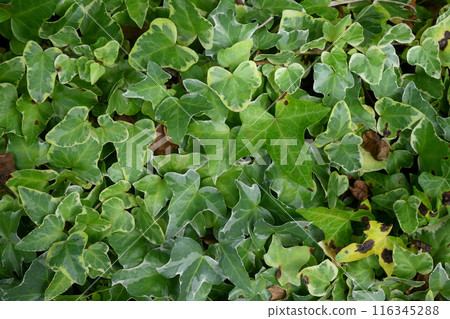 Hedera Hellics 116345288