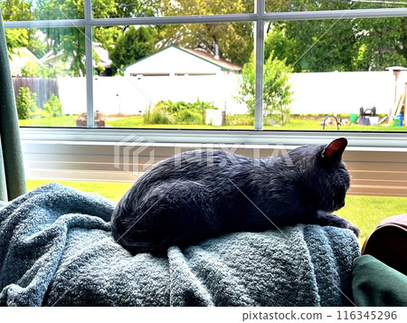 cat resting 116345296