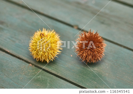Chestnut isolated on white Chestnut isolated on white 116345541
