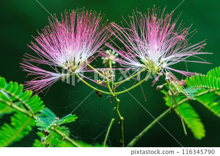 Fluffy silk tree flowers 116345790