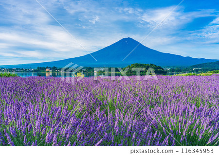 [Yamanashi Prefecture] Lavender at Lake Kawaguchi and Mt. Fuji 116345953