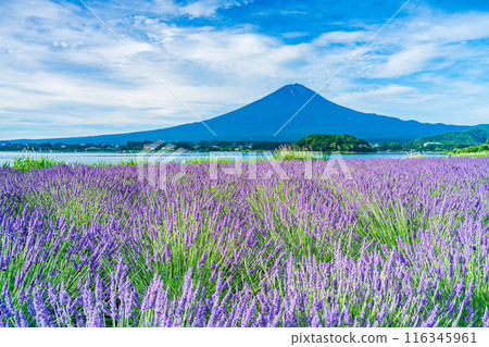 [Yamanashi Prefecture] Lavender at Lake Kawaguchi and Mt. Fuji 116345961