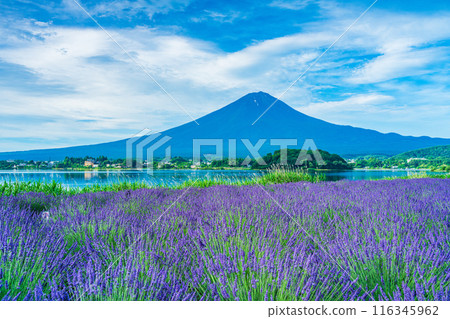 [Yamanashi Prefecture] Lavender at Lake Kawaguchi and Mt. Fuji 116345962