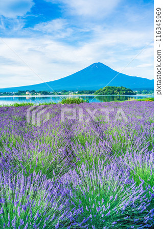 [山梨縣]河口湖的薰衣草與富士山 116345969