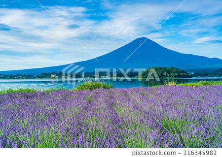 [Yamanashi Prefecture] Lavender at Lake Kawaguchi and Mt. Fuji 116345981
