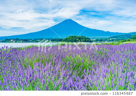 [山梨縣]河口湖的薰衣草與富士山 116345987