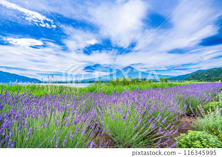 [Yamanashi Prefecture] Lavender at Lake Kawaguchi and Mt. Fuji 116345995