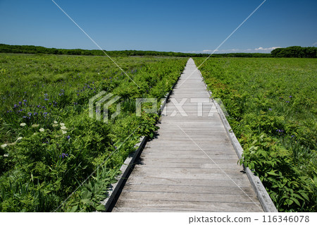 根室市北部原始花園 116346078