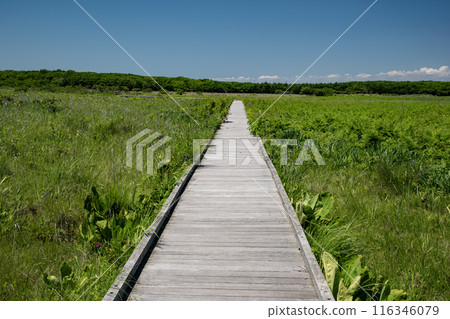 根室市北部原始花園 116346079