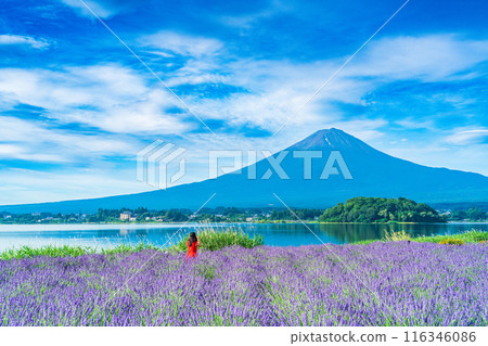 [Yamanashi Prefecture] Lake Kawaguchi: Lavender along the lakeside and Mt. Fuji 116346086