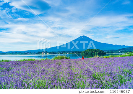 [Yamanashi Prefecture] Lake Kawaguchi: Lavender along the lakeside and Mt. Fuji 116346087