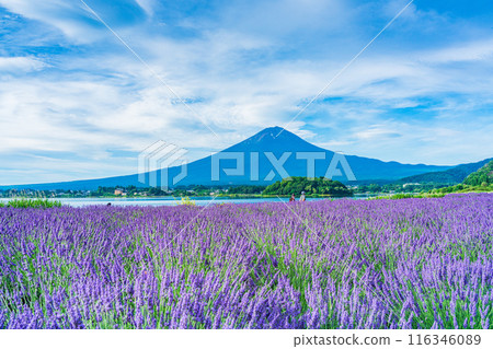 [Yamanashi Prefecture] Lake Kawaguchi: Lavender along the lakeside and Mt. Fuji 116346089