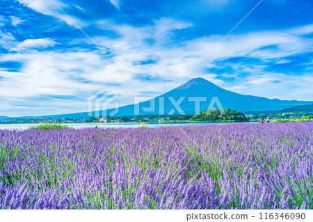 [Yamanashi Prefecture] Lake Kawaguchi: Lavender along the lakeside and Mt. Fuji 116346090