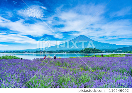 [Yamanashi Prefecture] Lake Kawaguchi: Lavender along the lakeside and Mt. Fuji 116346092
