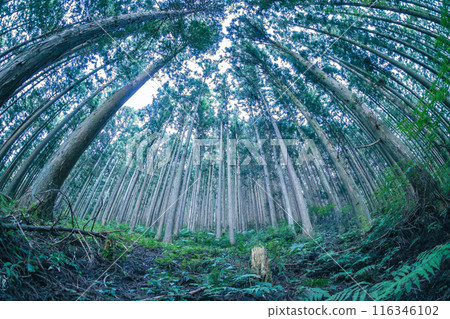 山中森林環境魚眼鏡頭 116346102