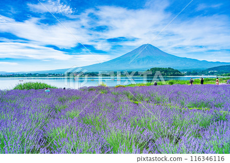 [山梨縣]河口湖/湖畔薰衣草和富士山 116346116