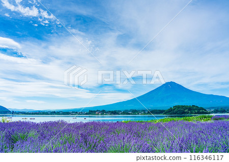 [Yamanashi Prefecture] Lake Kawaguchi: Lavender along the lakeside and Mt. Fuji 116346117