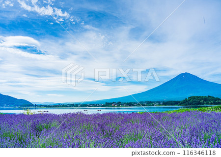 [山梨縣]河口湖/湖畔薰衣草和富士山 116346118