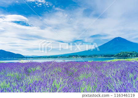 [Yamanashi Prefecture] Lake Kawaguchi: Lavender along the lakeside and Mt. Fuji 116346119