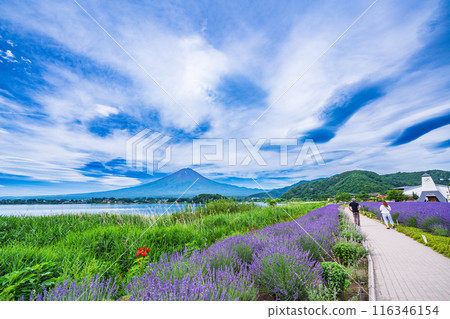 [Yamanashi Prefecture] Lake Kawaguchi, lavender on the promenade and Mt. Fuji 116346154