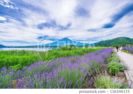 [山梨縣] 河口湖、海濱長廊的薰衣草與富士山 116346155