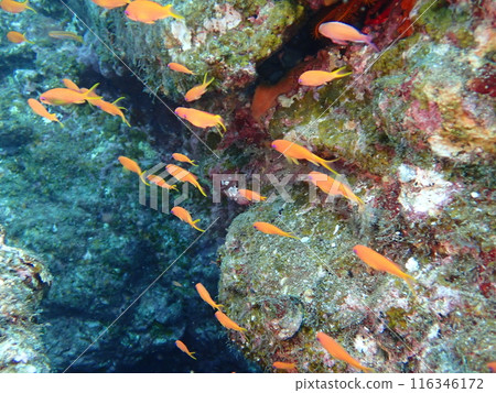 A school of red fish anthias swimming in the blue ocean 116346172