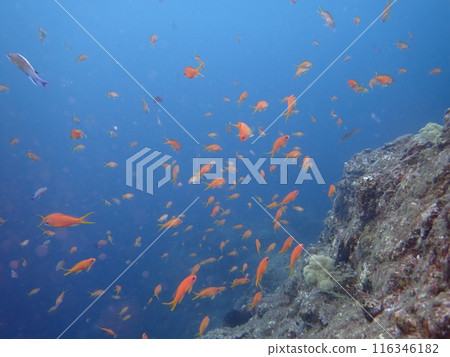 A school of red fish anthias swimming in the blue ocean 116346182