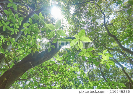 Fresh green with light 116346286