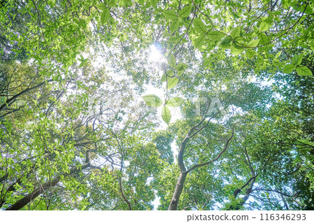 Light shining into the fresh green forest 116346293