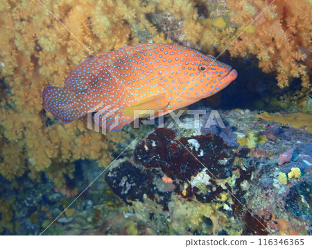 A red fish called Yukatahata swimming on the rocks in the sea A red fish called Yukatahata swimming on the rocks in the sea 116346365