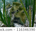 Giant clam - Tridacna gigas and sea abalone - Enhalus acoroides 116346390