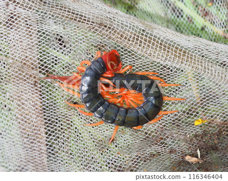 Photograph of a live centipede Photograph of a live centipede 116346404