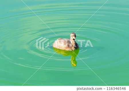 年輕的鷊魚在池塘裡游泳 年輕的鷊魚在池塘裡游泳 116346546