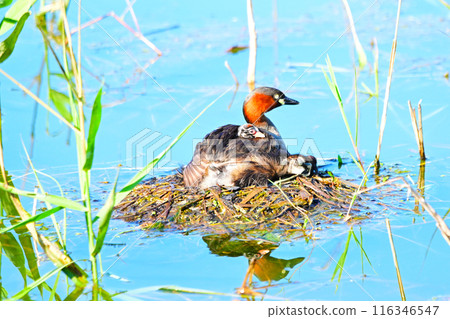 Little Grebes raising their young: Little Grebes on their backs 116346547