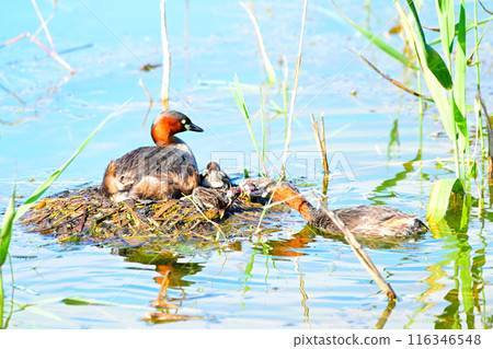 A family of little grebes raising their young A family of little grebes raising their young 116346548