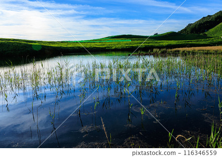 Evening scenery on the Soni Plateau in the summer of 2024: Okame Pond, filled with abundant water, and a colony of reeds emerging from the water Evening scenery on the Soni Plateau in the summer of 2024: Okame Pond, filled with abundant water, and a colony of reeds emerging from the water 116346559