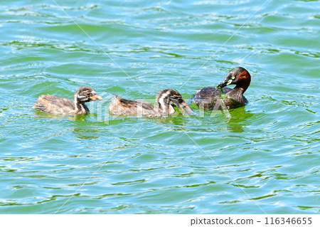 A parent little grebe feeding its young A parent little grebe feeding its young 116346655