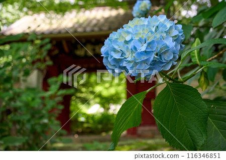 A single hydrangea blooming at a temple 116346851