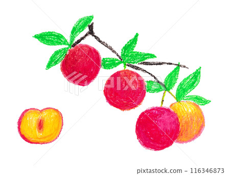 李子的插圖 116346873