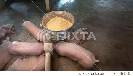 Adult pig eating powder food in farm. Adult pig eating powder food in farm. 116346968