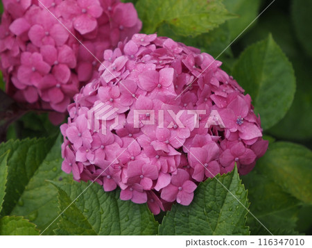 pink hydrangea wet in the rain pink hydrangea wet in the rain 116347010