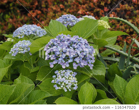 繡球花手馬里花,有許多藍色觀賞花,手馬里花,特寫照片 繡球花手馬里花,有許多藍色觀賞花,手馬里花,特寫照片 116347020