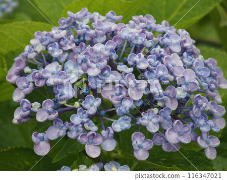 Hydrangea wet in the rain Hydrangea wet in the rain 116347021